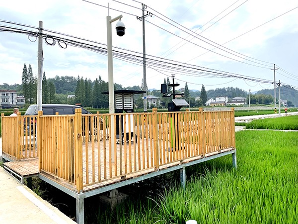 浙江临安：竹林变稻田，，，，，，，田舍喜开颜