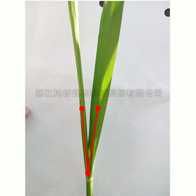 麻将胡了破解版(官方)最新IOS/安卓版/手机版APP下载