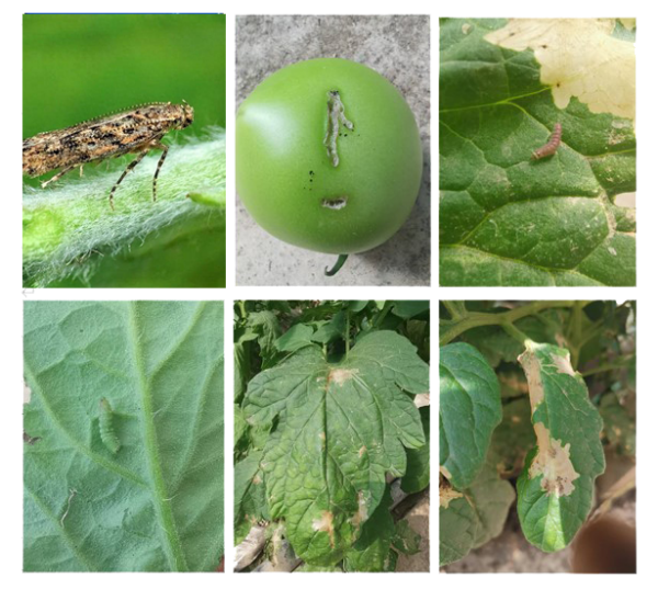 粘虫板上的番茄潜叶蛾怎么数？？？？？？？一拍就知路！