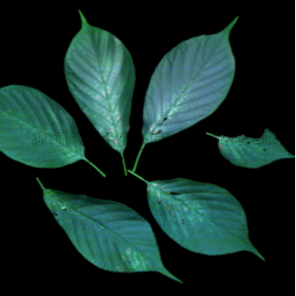 麻将胡了破解版(官方)最新IOS/安卓版/手机版APP下载