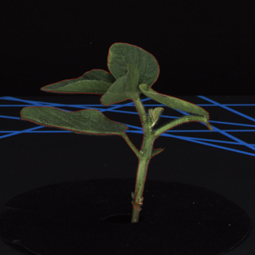 大豆二维图-植物鉴别宰割