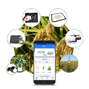 一文详解水稻表型检测系统是什么？？？？？