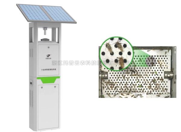 麻将胡了幼虫体智能测报系统：添补虫类测报短板 推动害虫绿色防控