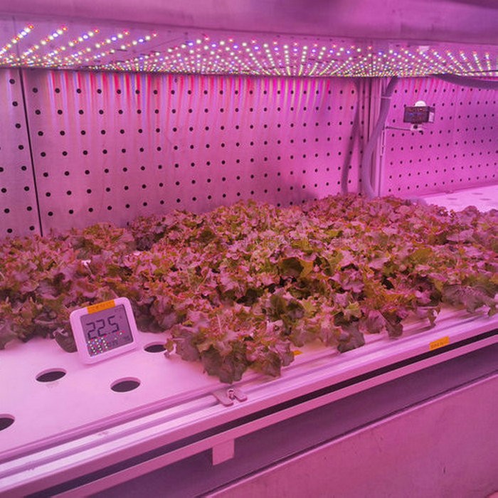 麻将胡了破解版(官方)最新IOS/安卓版/手机版APP下载