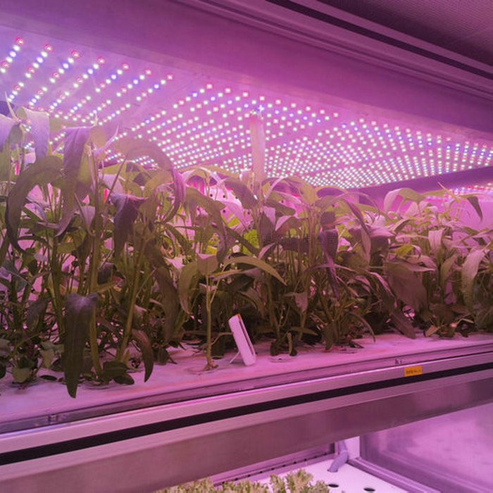 麻将胡了破解版(官方)最新IOS/安卓版/手机版APP下载