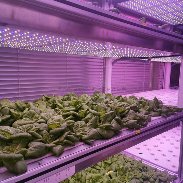 麻将胡了破解版(官方)最新IOS/安卓版/手机版APP下载