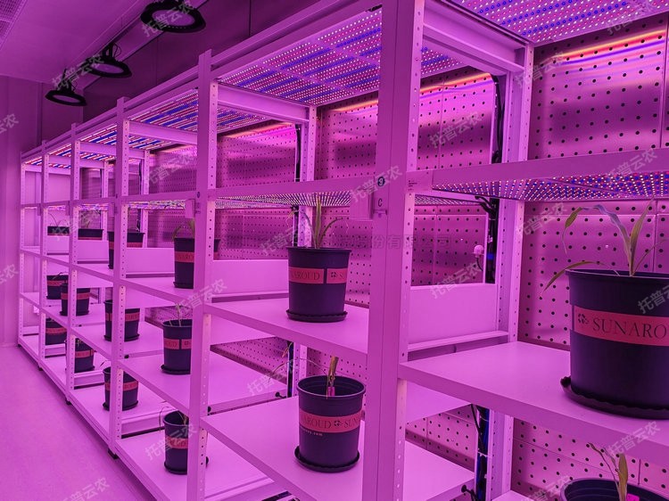 麻将胡了破解版(官方)最新IOS/安卓版/手机版APP下载