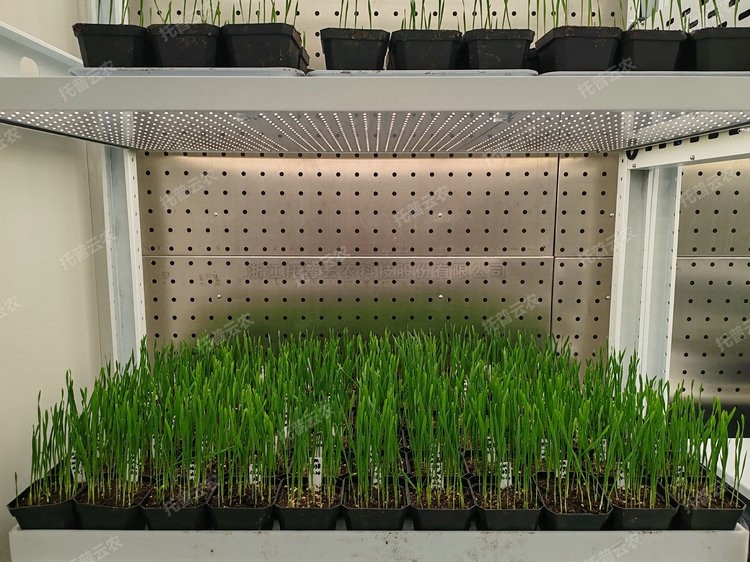 麻将胡了破解版(官方)最新IOS/安卓版/手机版APP下载