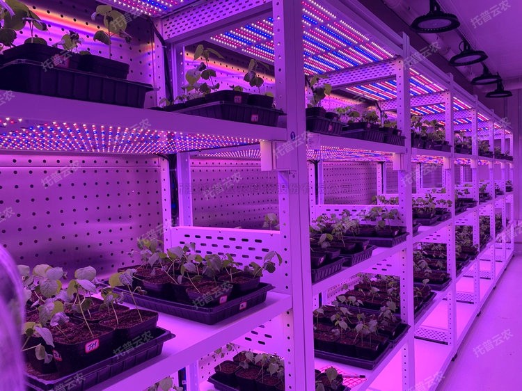 麻将胡了破解版(官方)最新IOS/安卓版/手机版APP下载