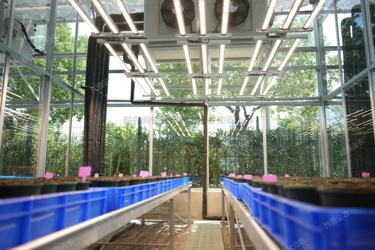 麻将胡了破解版(官方)最新IOS/安卓版/手机版APP下载