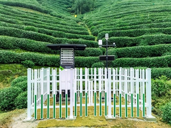 麻将胡了颁布“问稷茶数”智能体，，，，，赋能茶产业数智升级