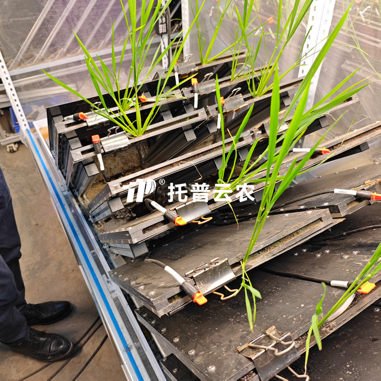 高通量植物根系表型采集分析系统（根盒式）  TPN-GXY-GH