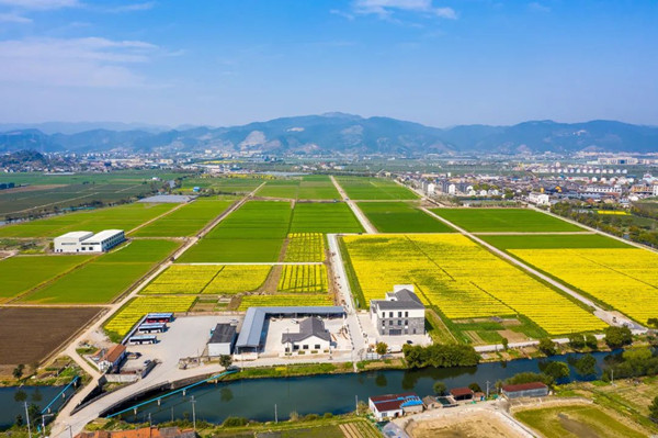 麻将胡了：数字技术进田间 激活产业“共富密码”